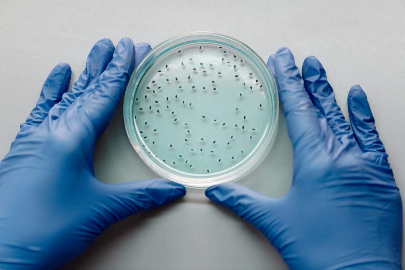 Bacteria cultured on a plate